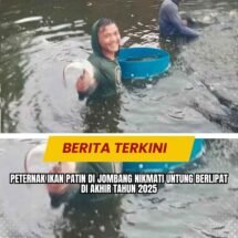 Peternak Ikan Patin di Jombang Nikmati Untung Berlipat di Akhir Tahun 2025