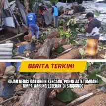 Hujan Deras dan Angin Kencang, Pohon Jati Tumbang Timpa Warung Lesehan di Situbondo