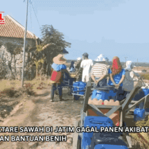 Hampir 150 Hektare Sawah di Jatim Gagal Panen Akibat Kekeringan, Pemprov Siapkan Bantuan Benih